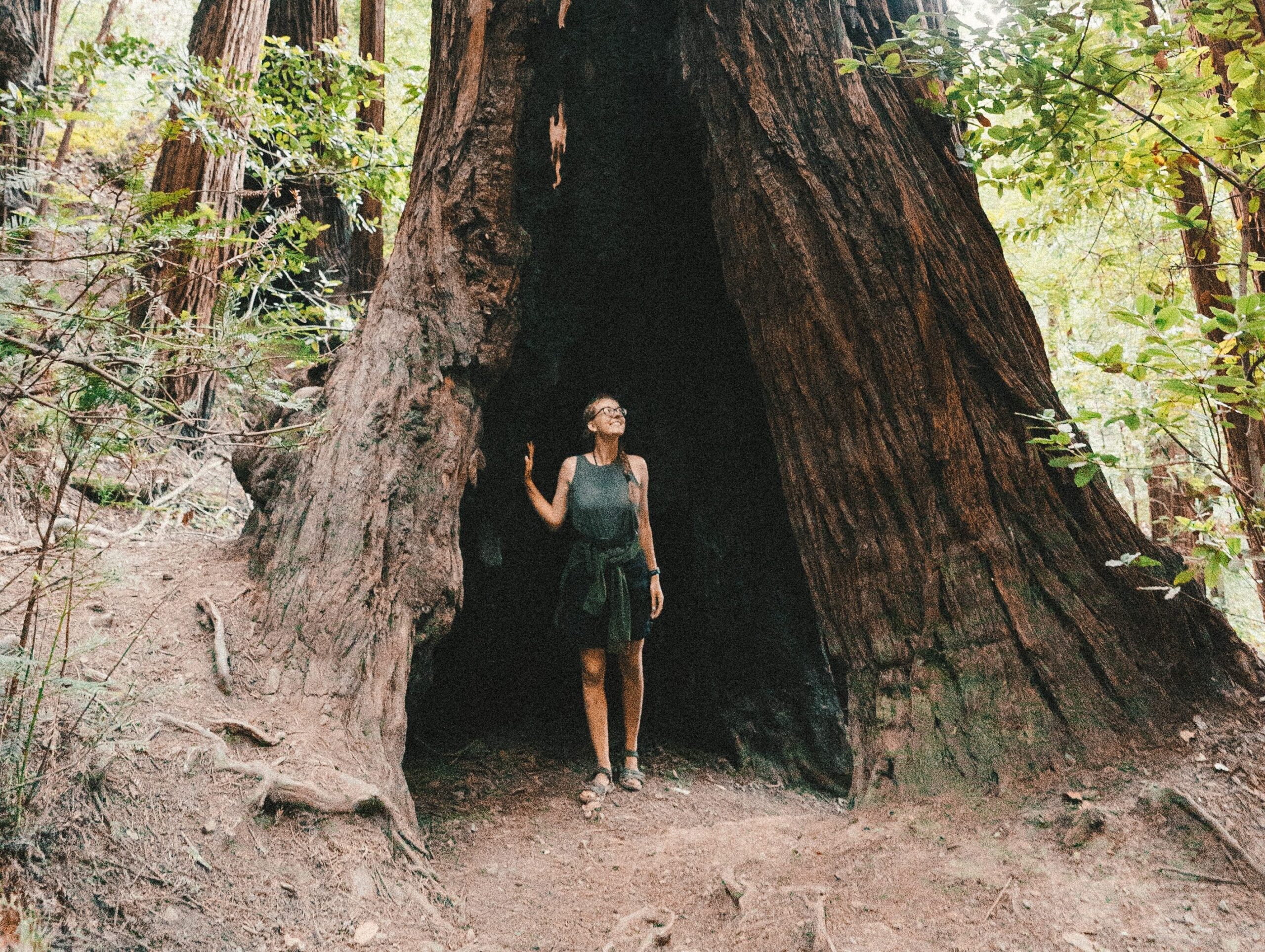 A woman stands inside the hollow trunk of an enormous tree.